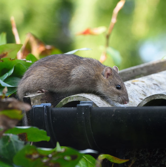Close-up Of Rat On Roof
