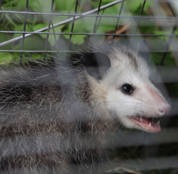 Opossum in cage