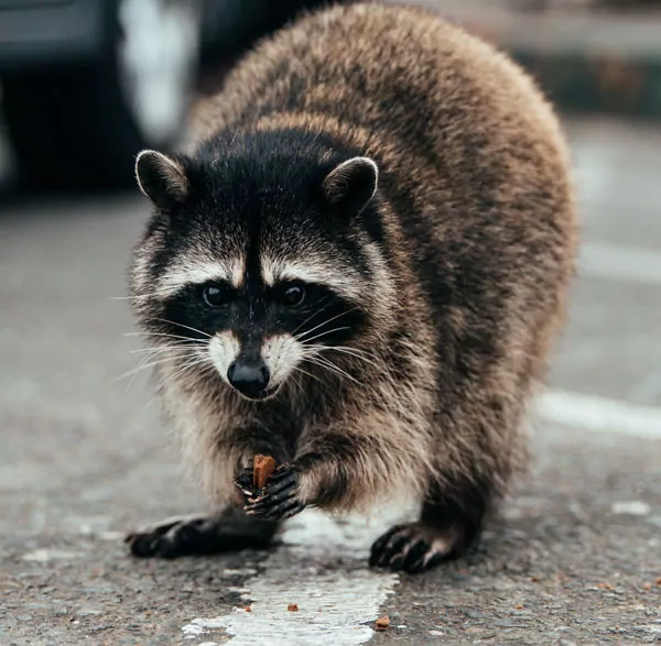 racoon looking for food