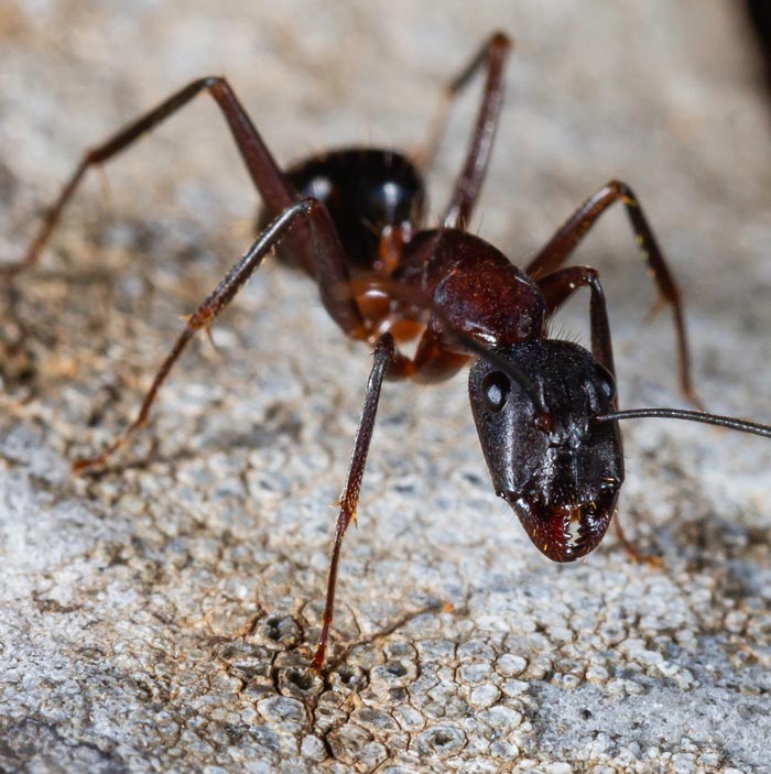 Carpenter ant close up