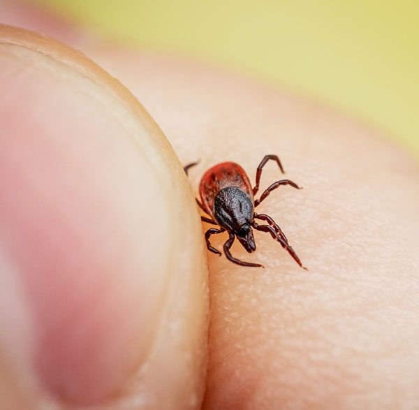 tick crawling on hand