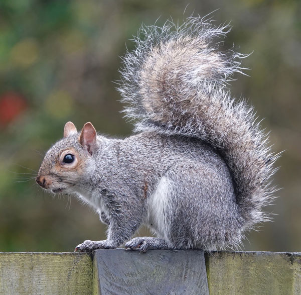 Closeup shot of an eastern gray squirrel