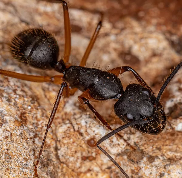 Adult Female Carpenter Ant