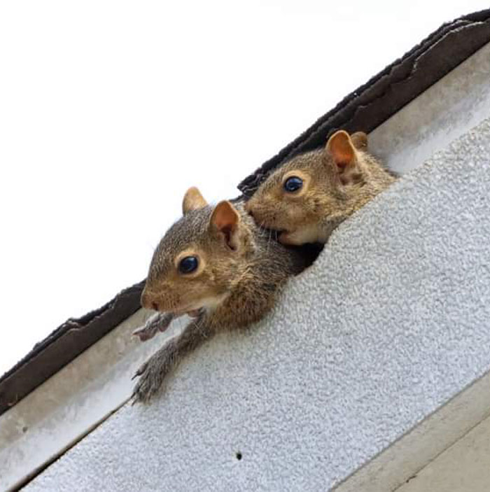 two squirells